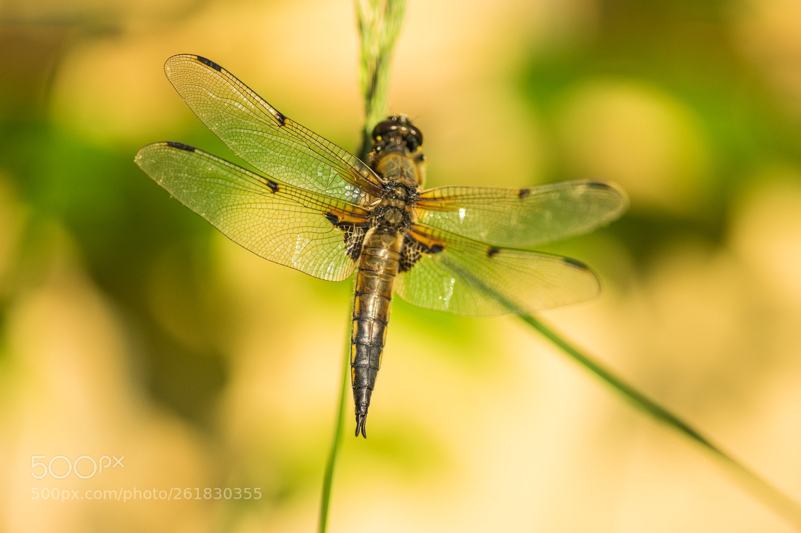 Sony a7 II sample photo. Libelle photography