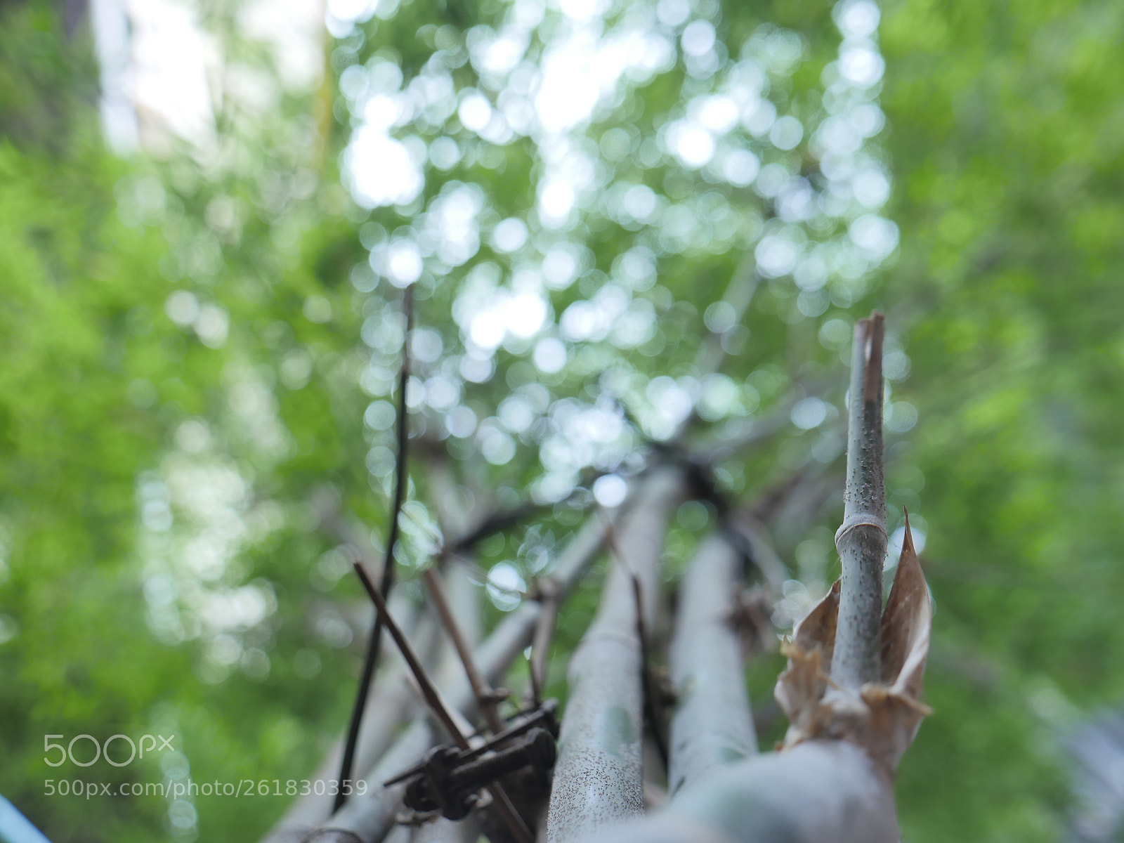 Panasonic Lumix DMC-GH4 sample photo. P photography