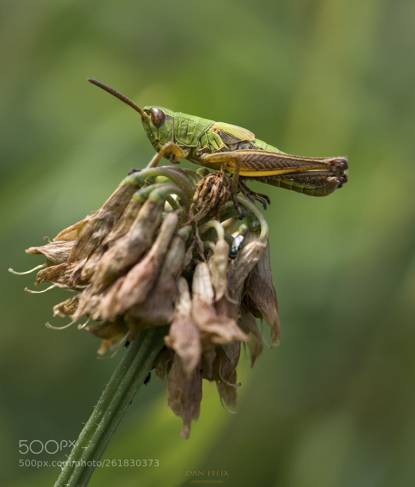 Nikon D850 sample photo. Microcosmos photography