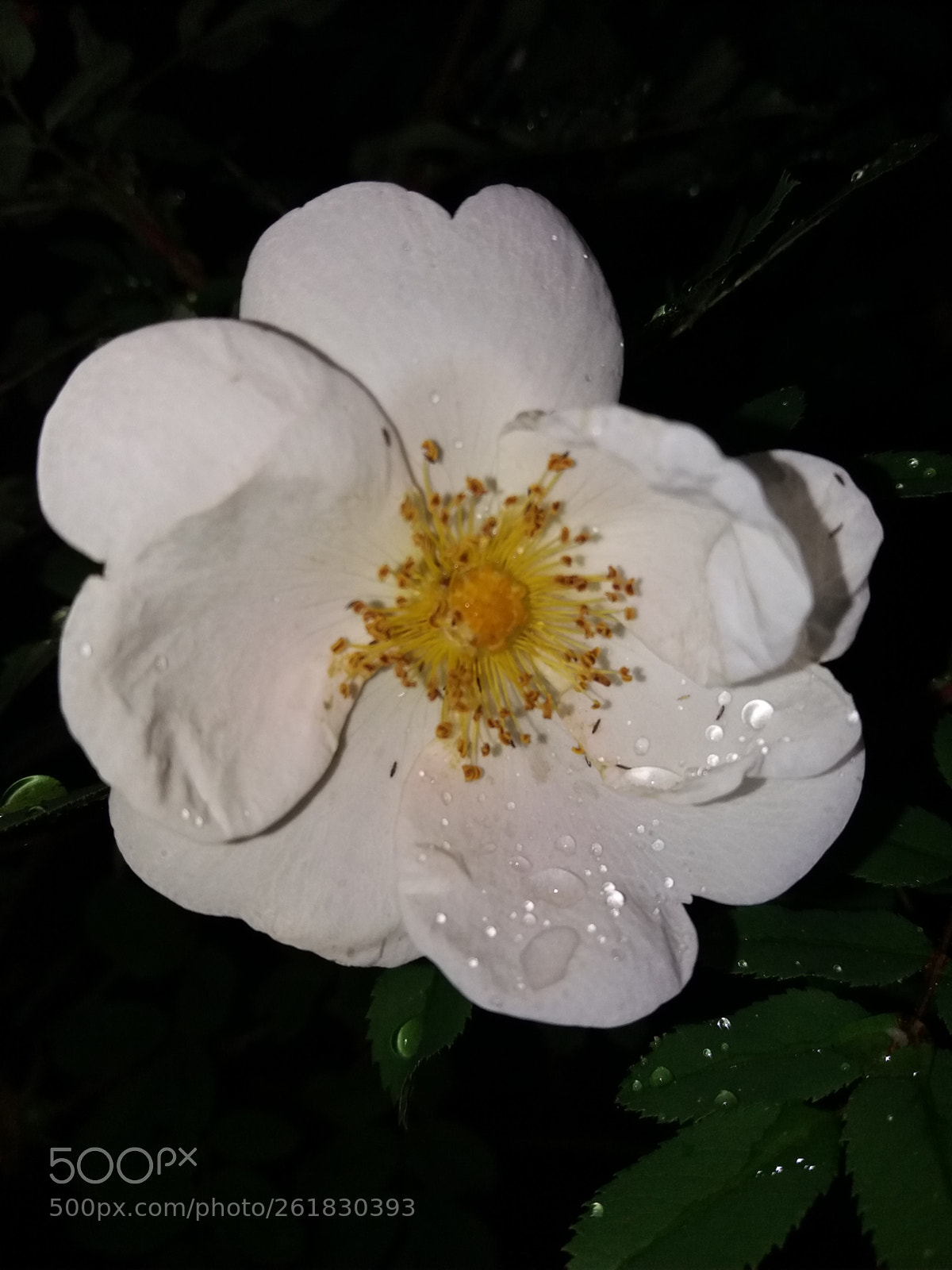 Samsung Galaxy J5(2016) sample photo. Untitled photography