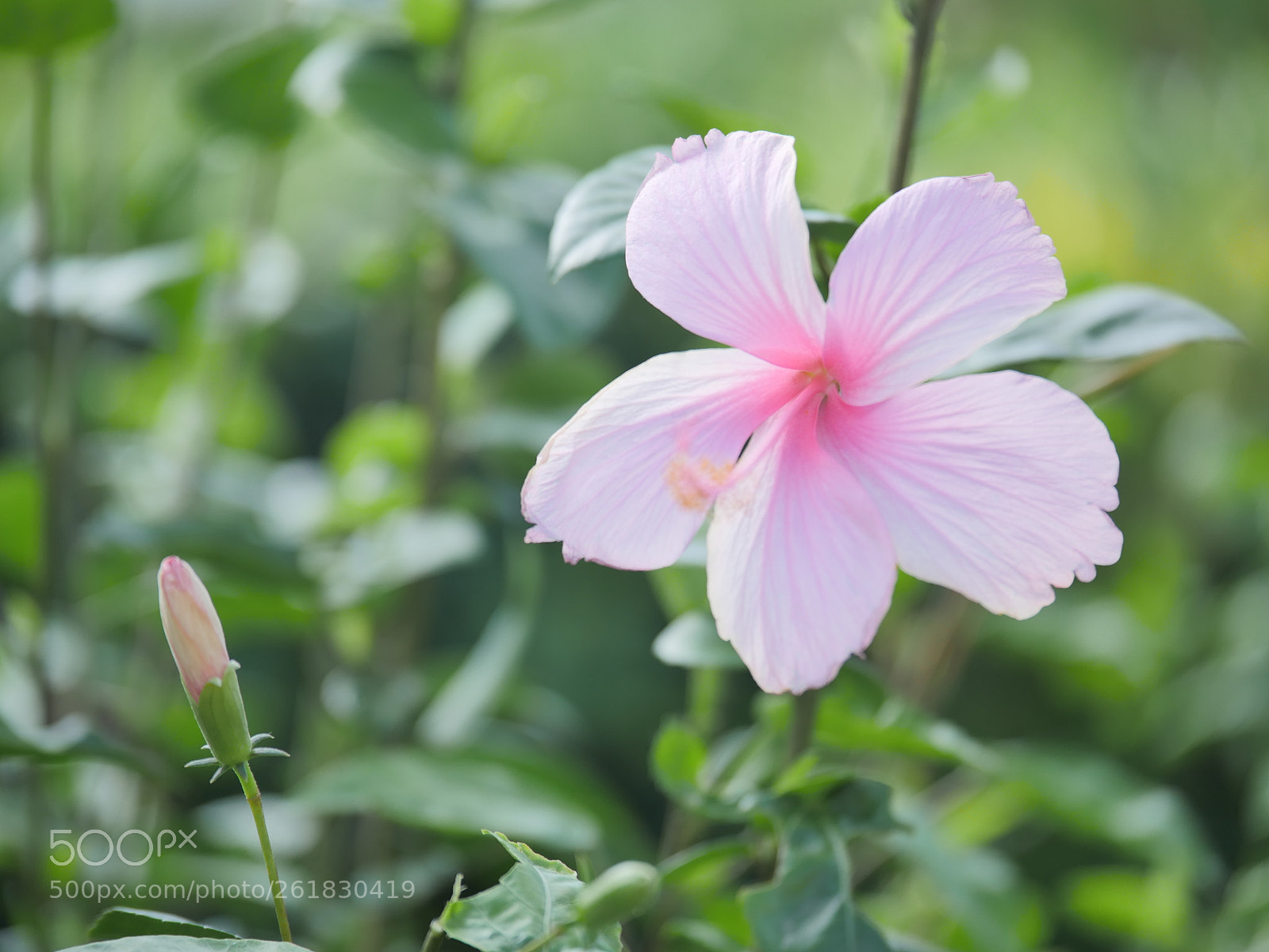 Panasonic Lumix DMC-GH4 sample photo. P photography