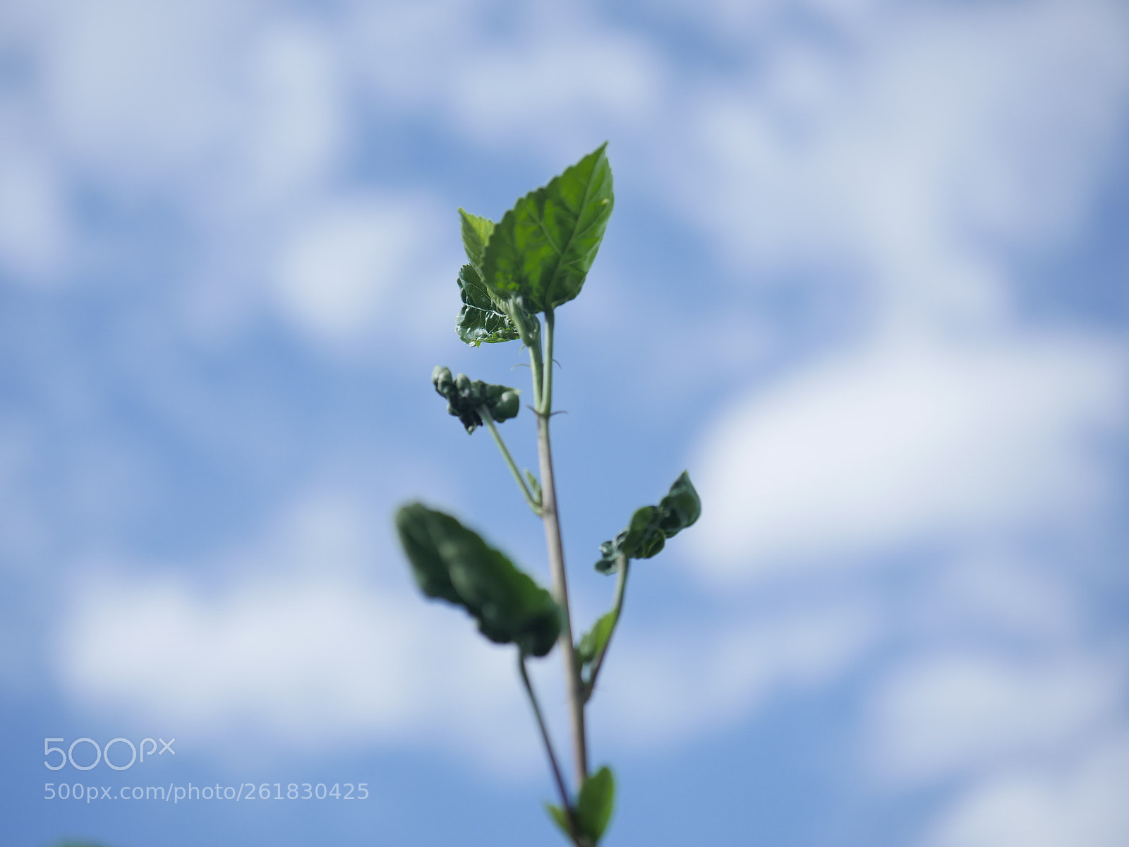Panasonic Lumix DMC-GH4 sample photo. P photography