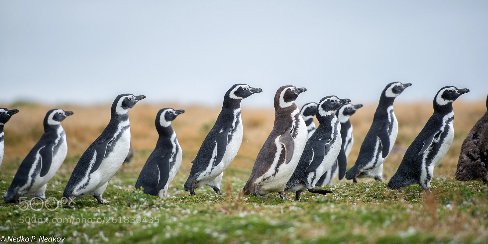 Nikon D4S sample photo. Magellanic penguins photography