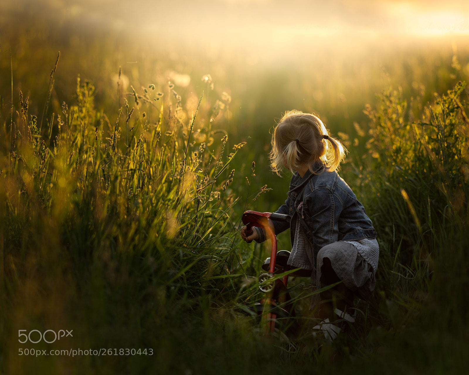 Sony a7 II sample photo. Liwia in the sun photography