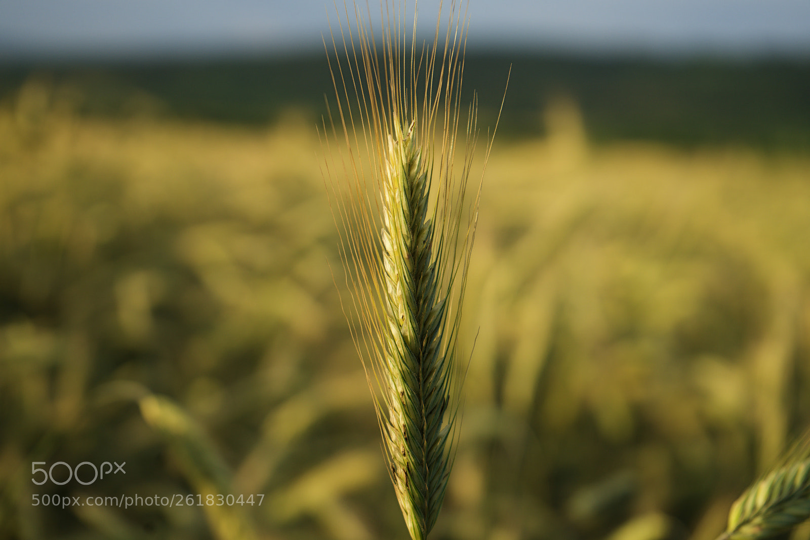 Sony a7 sample photo. Spikelet photography