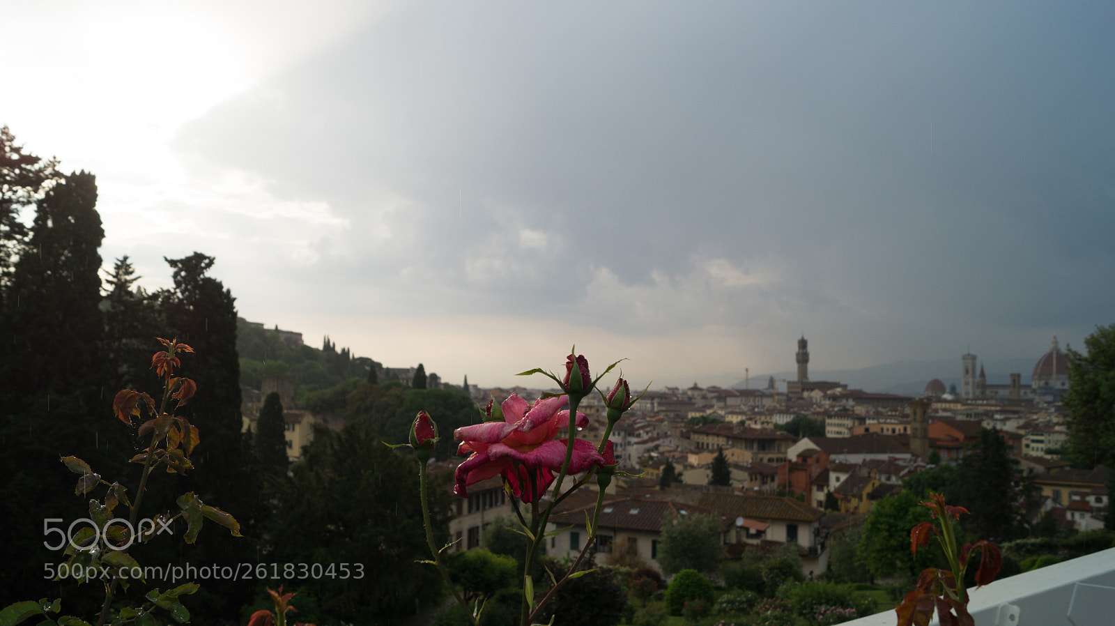 Sony SLT-A58 sample photo. Florence, roses, thunderstorm photography