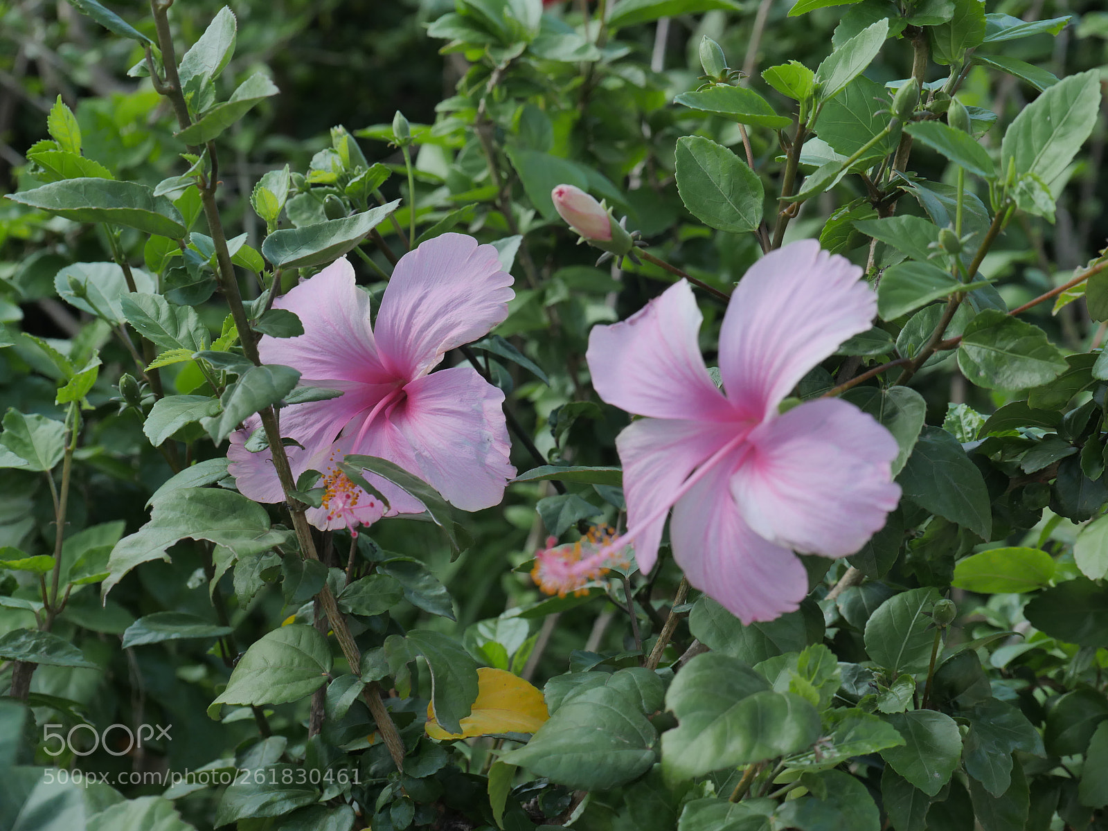 Panasonic Lumix DMC-GH4 sample photo. P photography