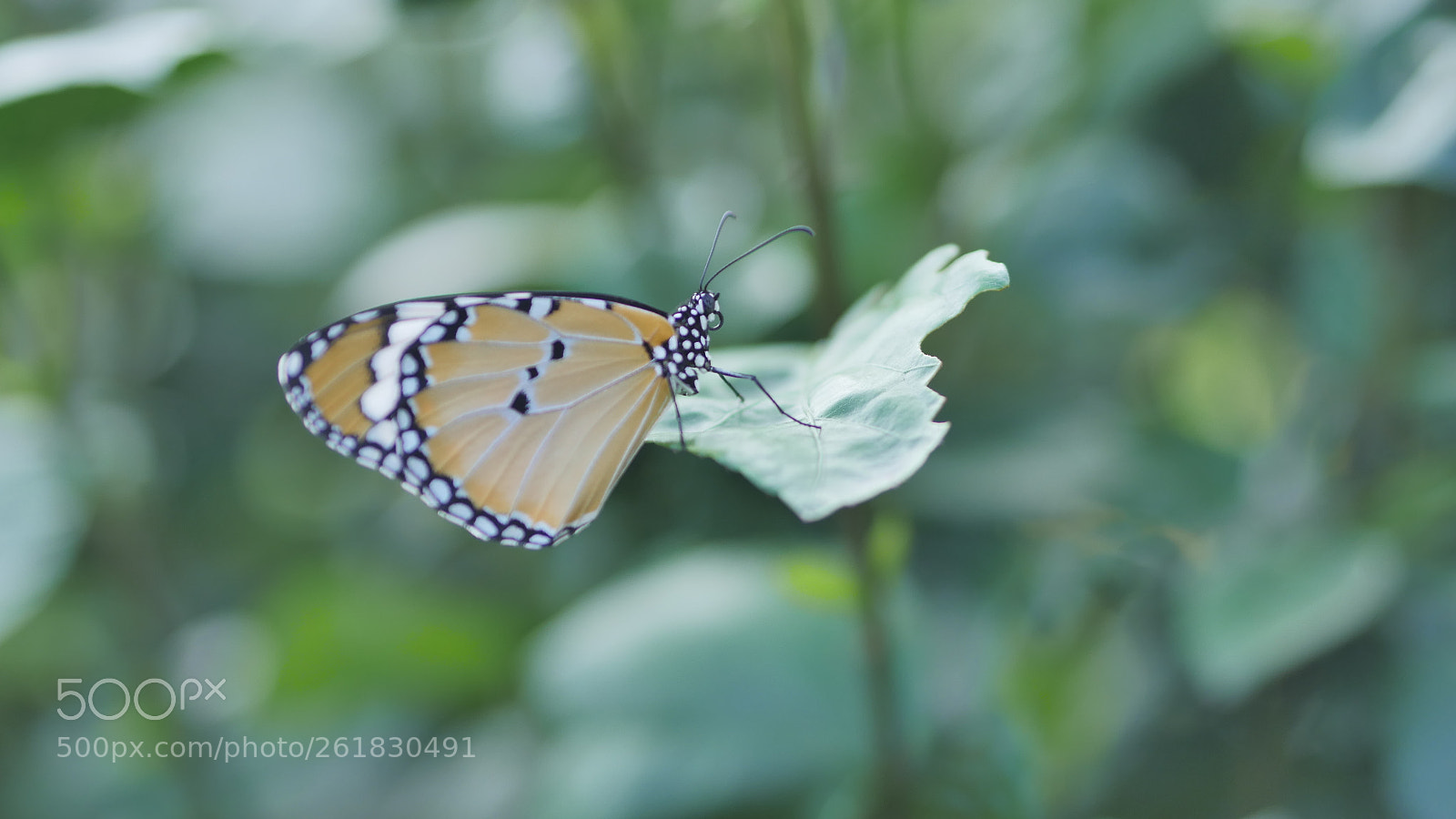Panasonic Lumix DMC-GH4 sample photo. P photography