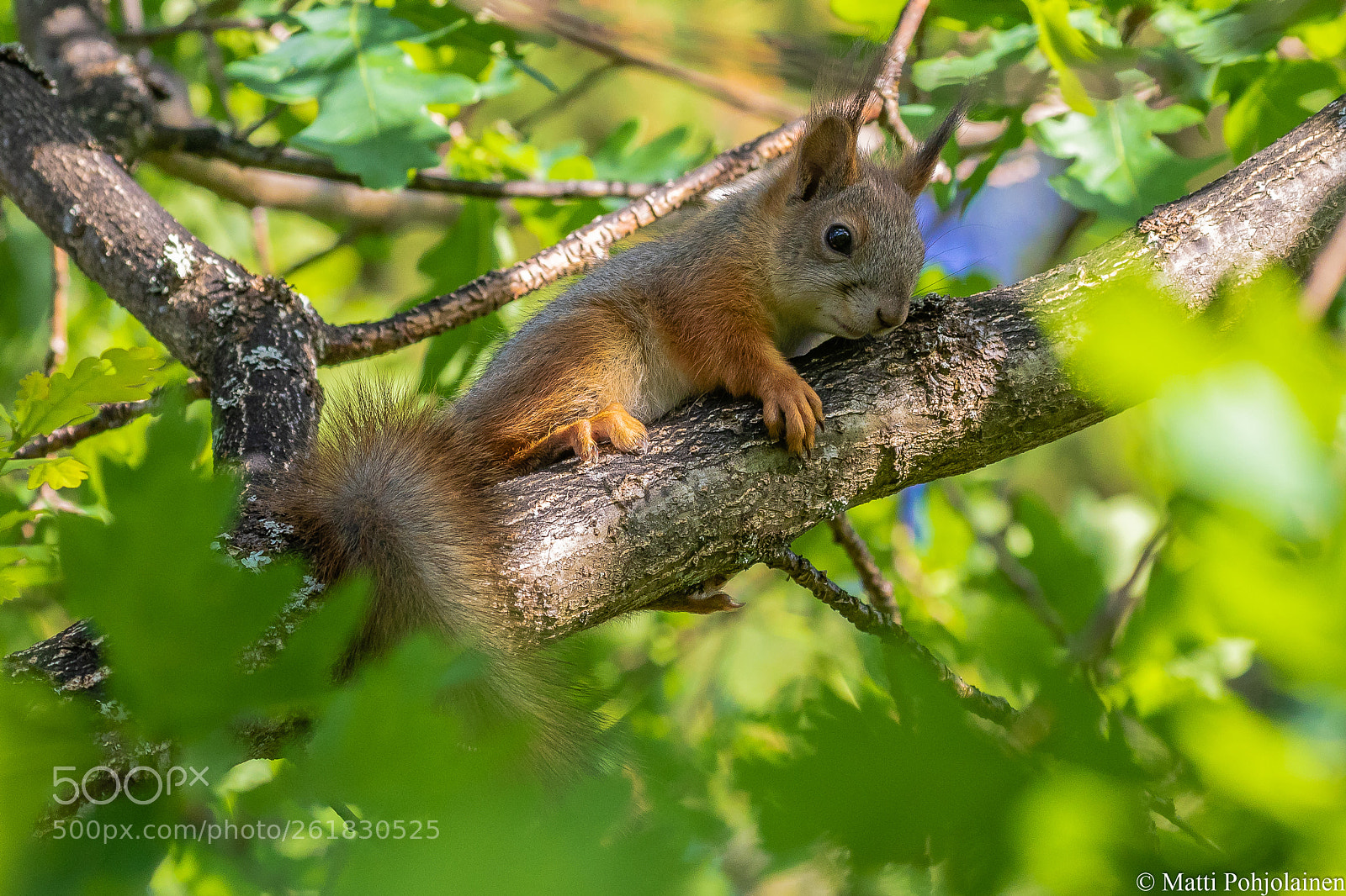 Canon EOS 7D Mark II sample photo. Young squirrel photography