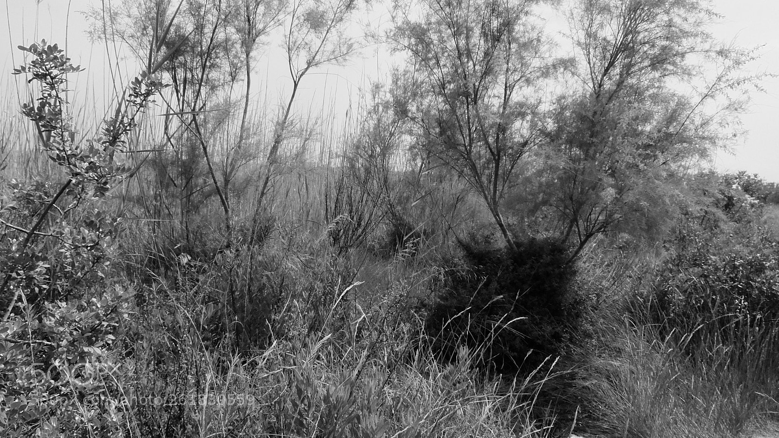 Fujifilm XQ2 sample photo. El muntany zona protegida photography