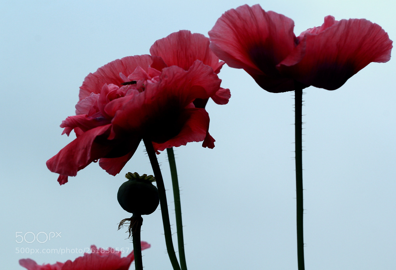 Canon EOS 60D sample photo. Up photography
