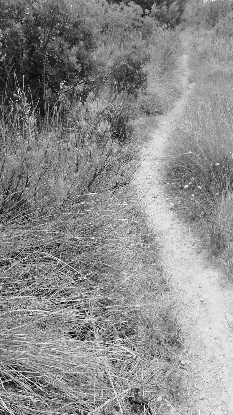 Fujifilm XQ2 sample photo. El muntany zona protegida photography