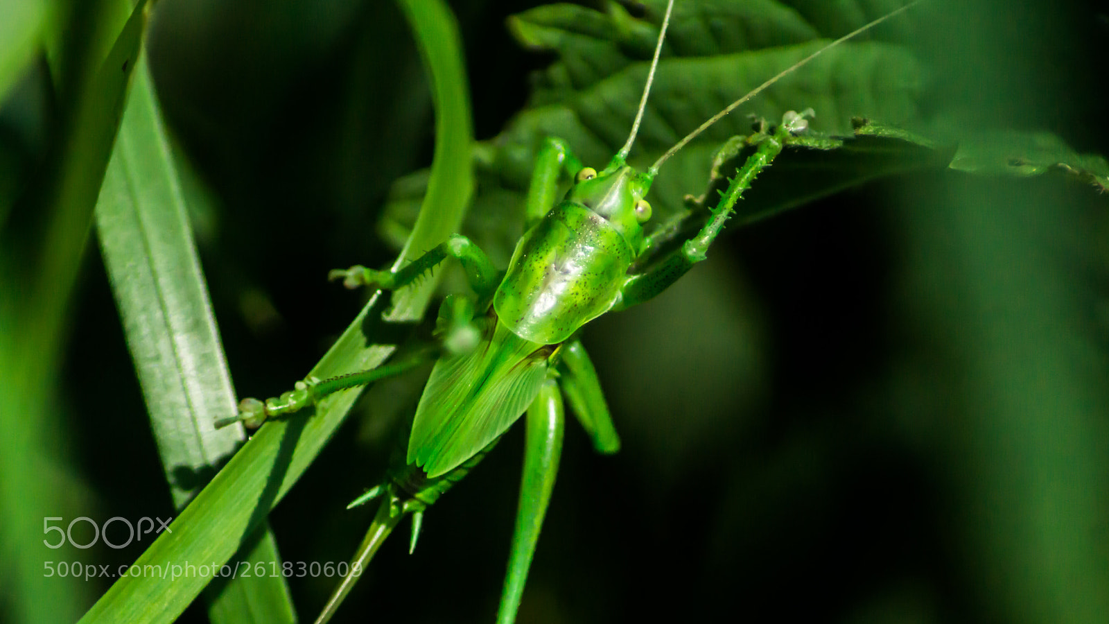 Sony SLT-A77 sample photo. Grasshopper photography