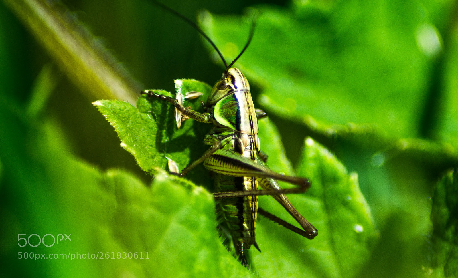 Sony SLT-A77 sample photo. Cricket photography