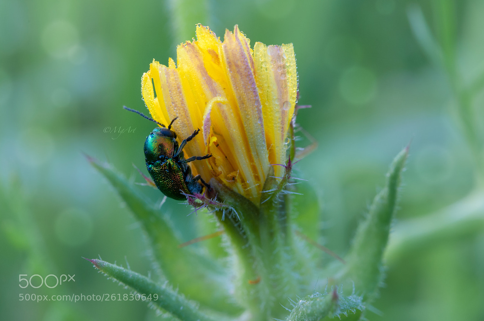 Nikon D300 sample photo. Cetonia dorata 
(maggiolino verde) photography