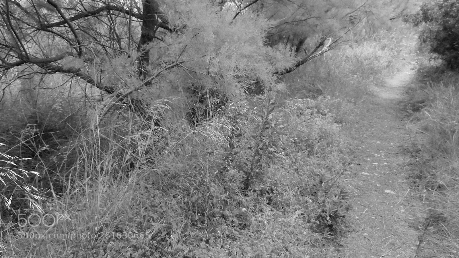 Fujifilm XQ2 sample photo. El muntany zona protegida photography
