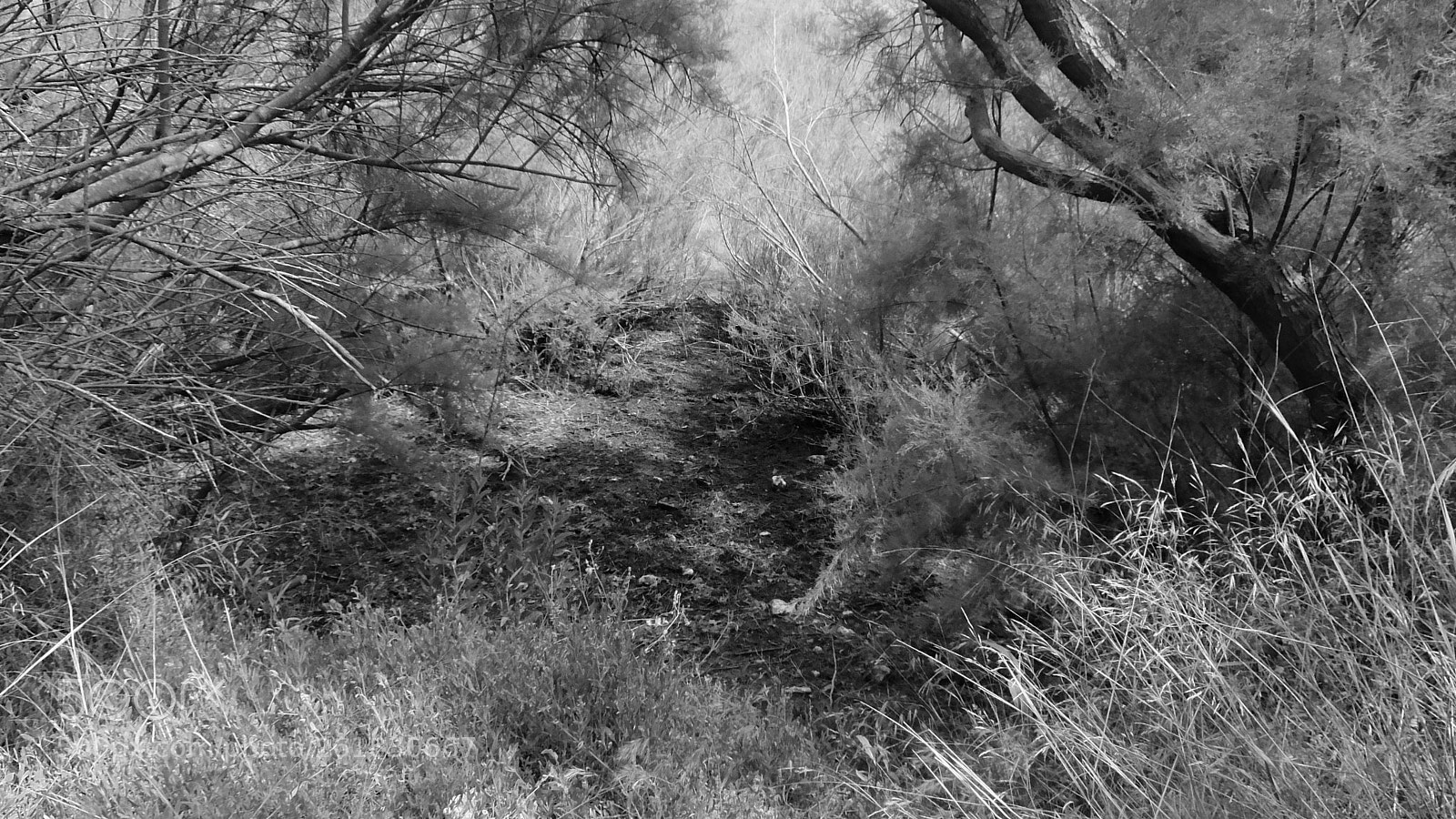 Fujifilm XQ2 sample photo. El muntany zona protegida photography