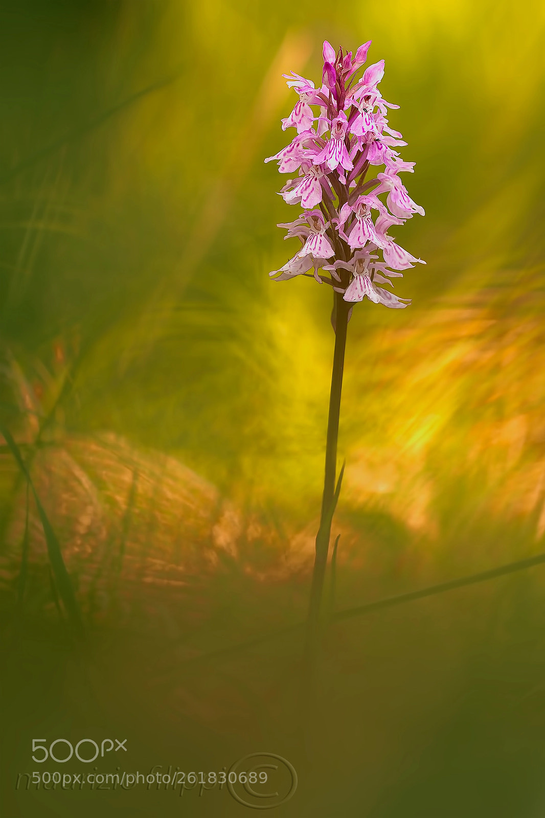 Canon EOS 70D sample photo. Dactylorizha maculata photography