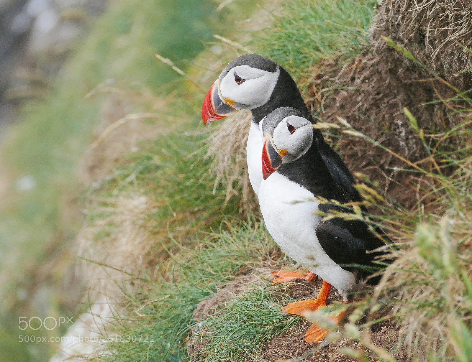 Panasonic Lumix DMC-FZ1000 sample photo. Puffin pair photography