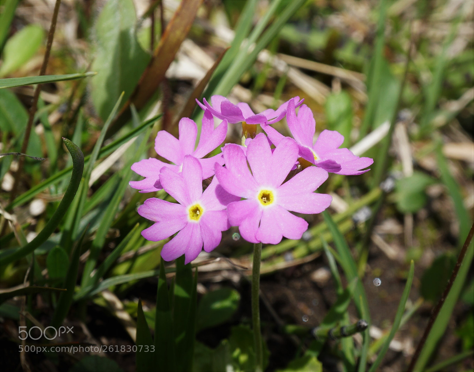 Sony a6500 sample photo. Primula farinosa photography