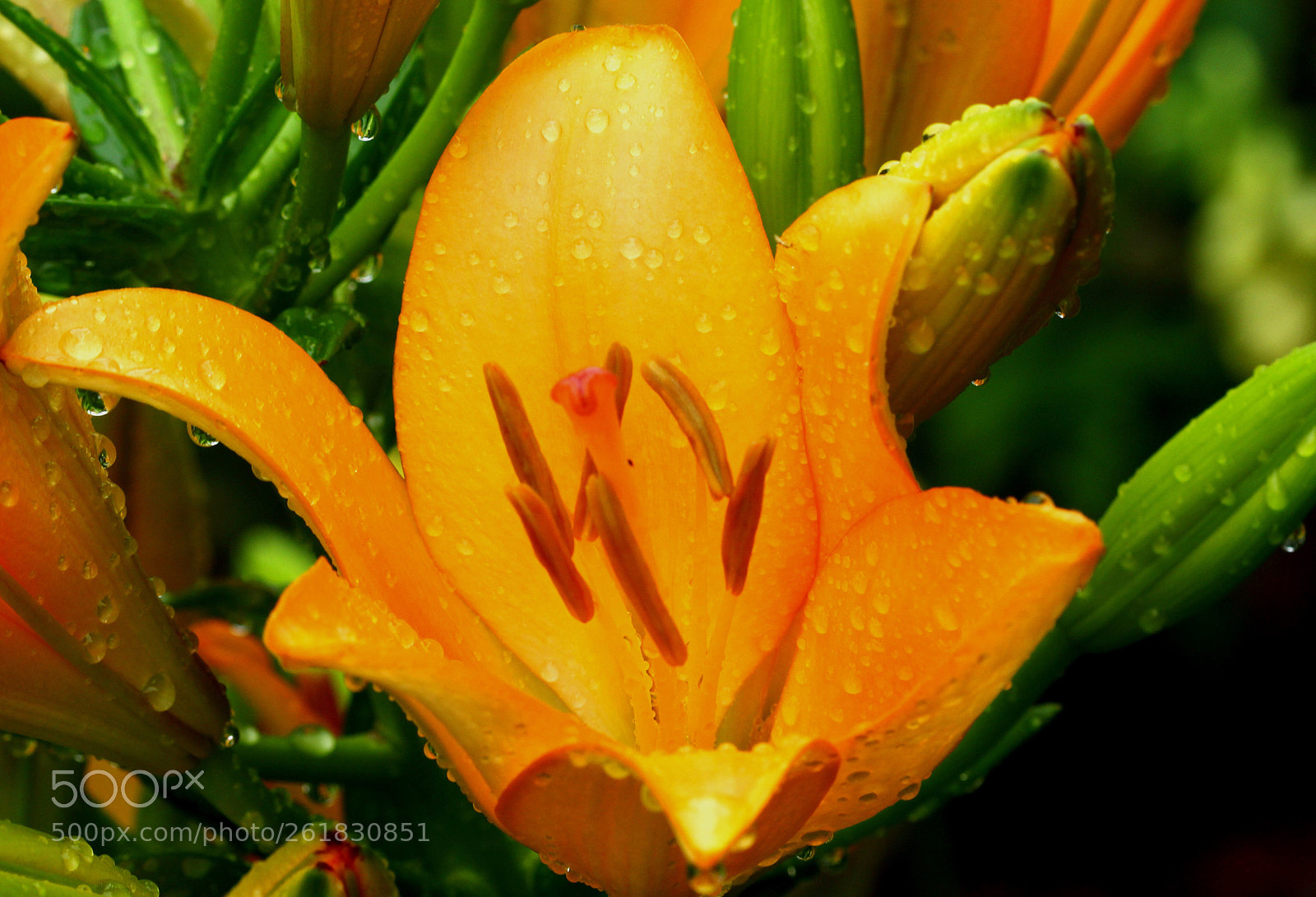Canon EOS 60D sample photo. After rain  photography