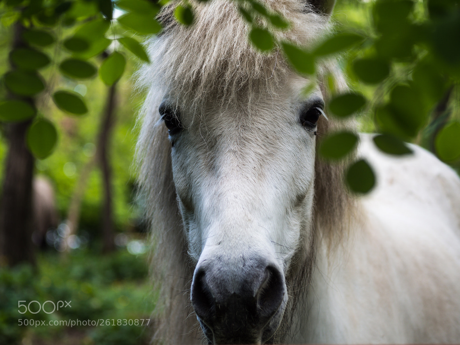 Olympus OM-D E-M10 II sample photo. Cavallo curioso photography