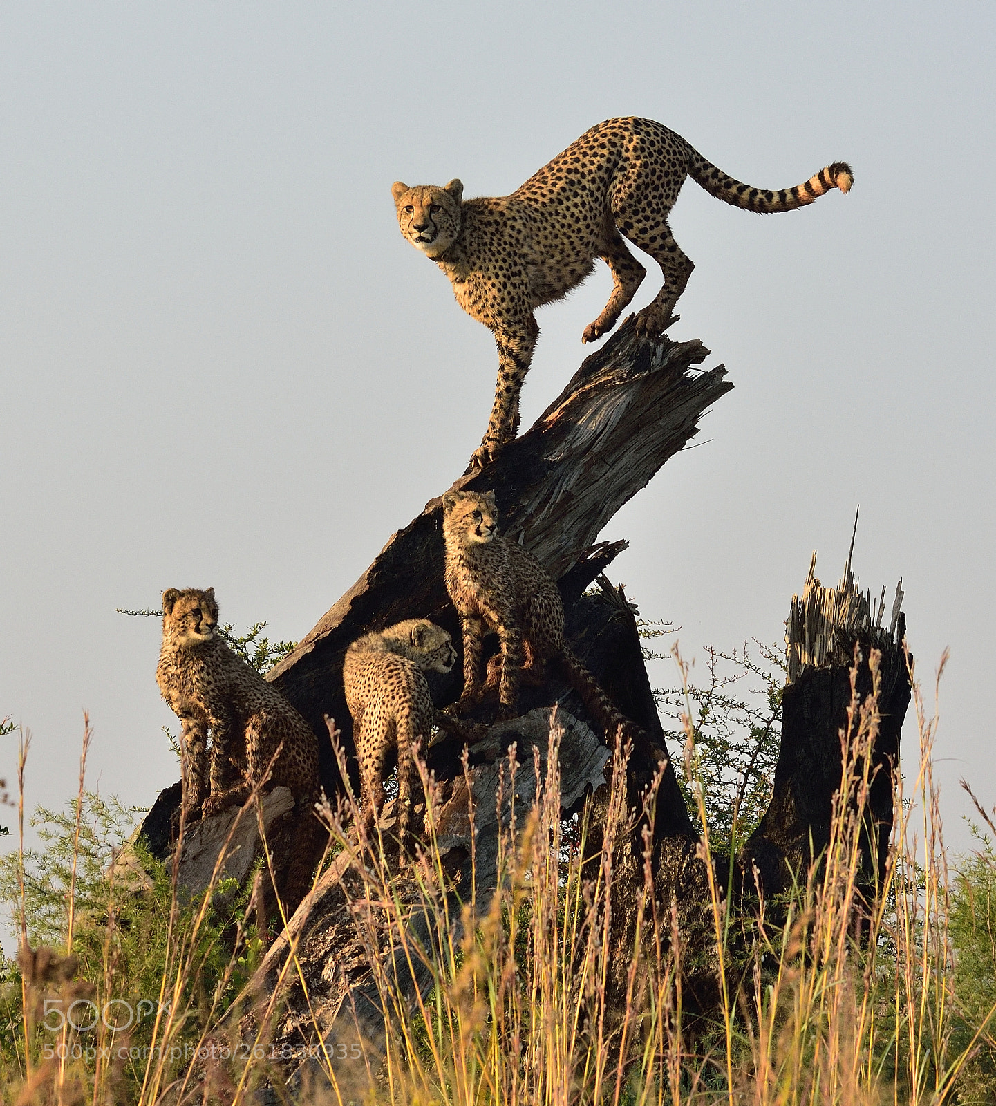 Nikon D750 sample photo. Cheetah family photography