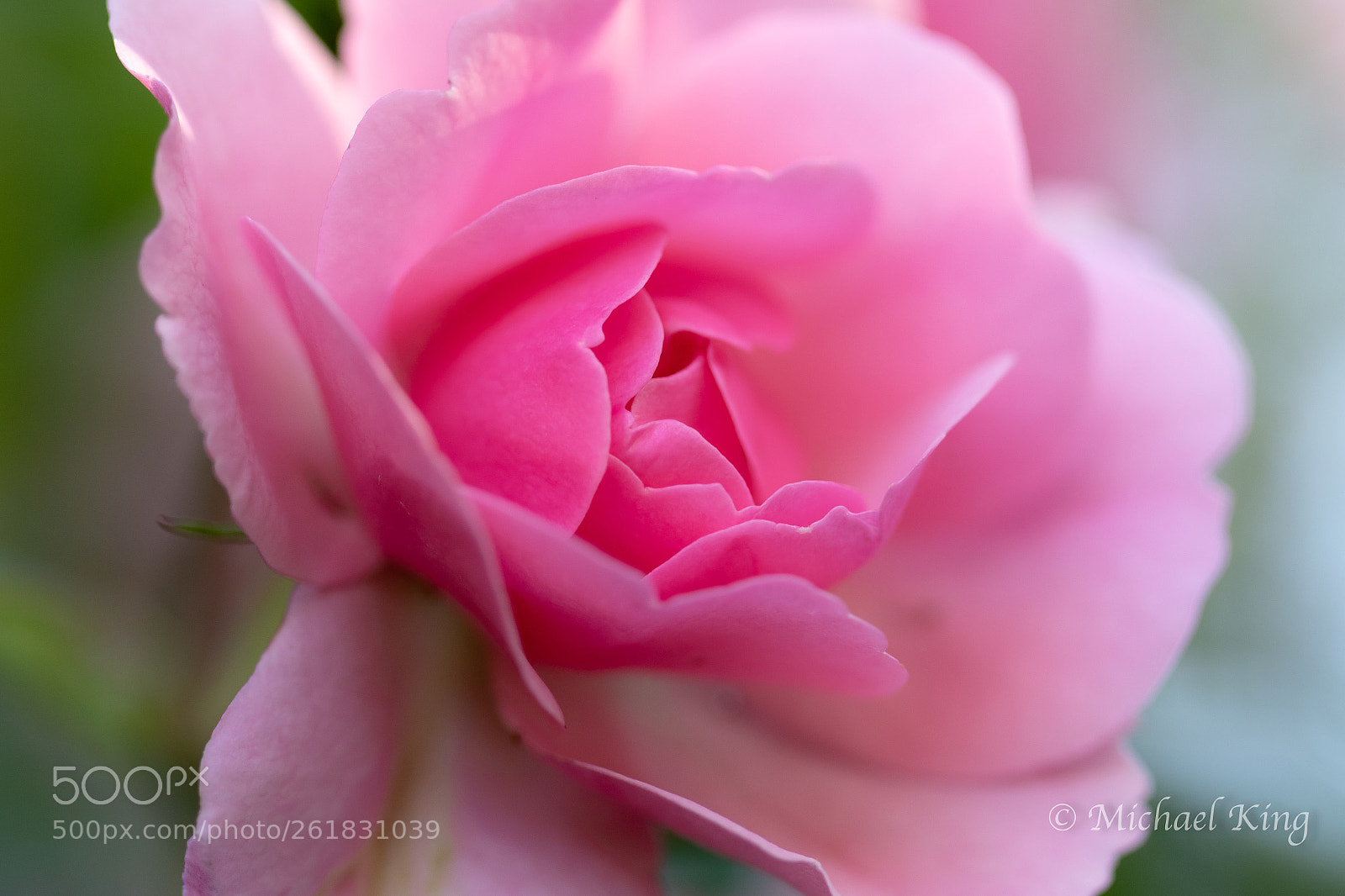 Canon EOS 7D Mark II sample photo. A pink rose. photography