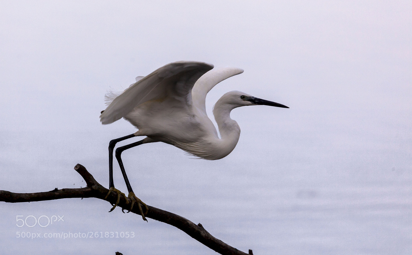 Canon EOS 5D Mark II sample photo. Mg photography