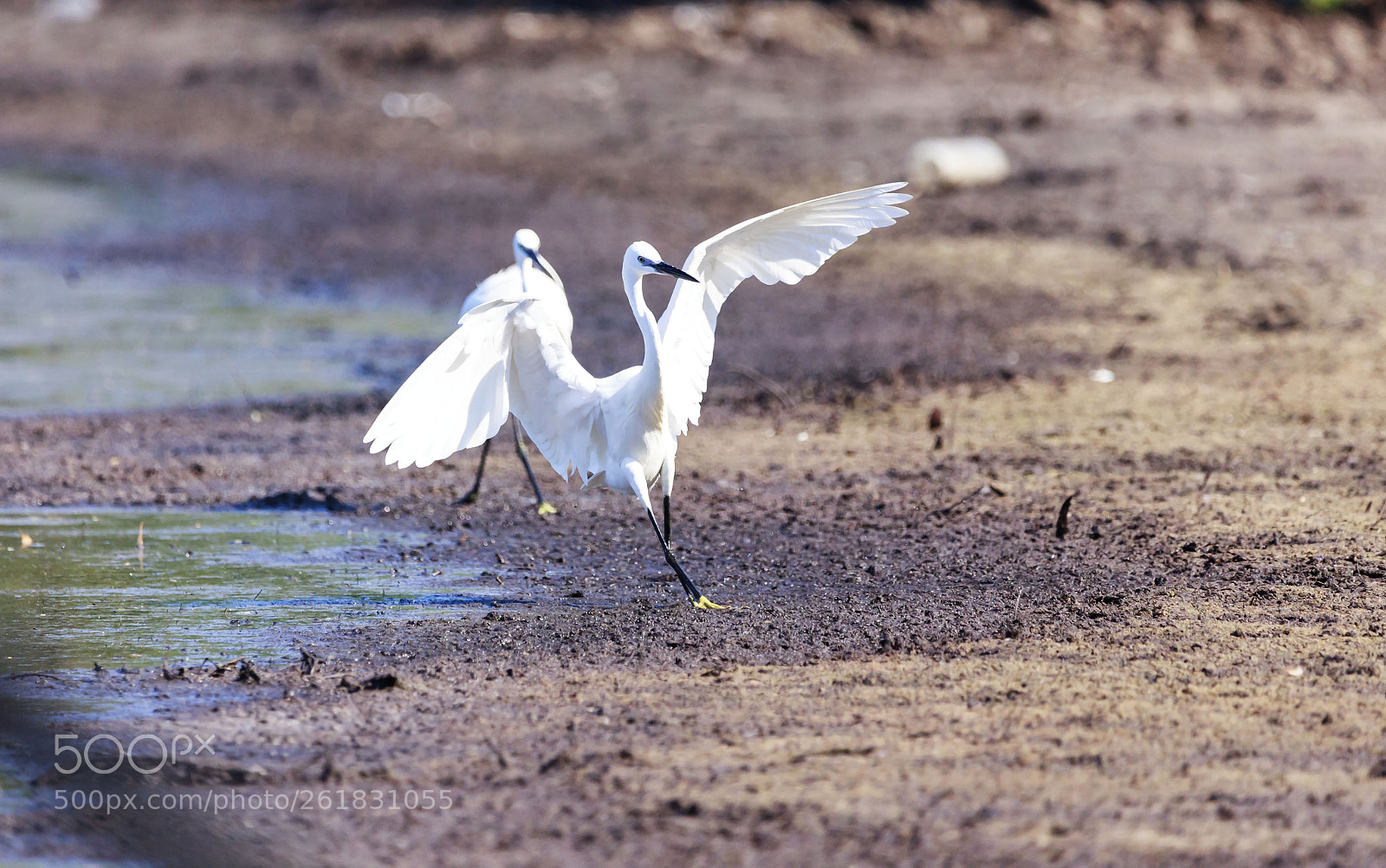 Canon EOS 5D Mark II sample photo. Mg photography