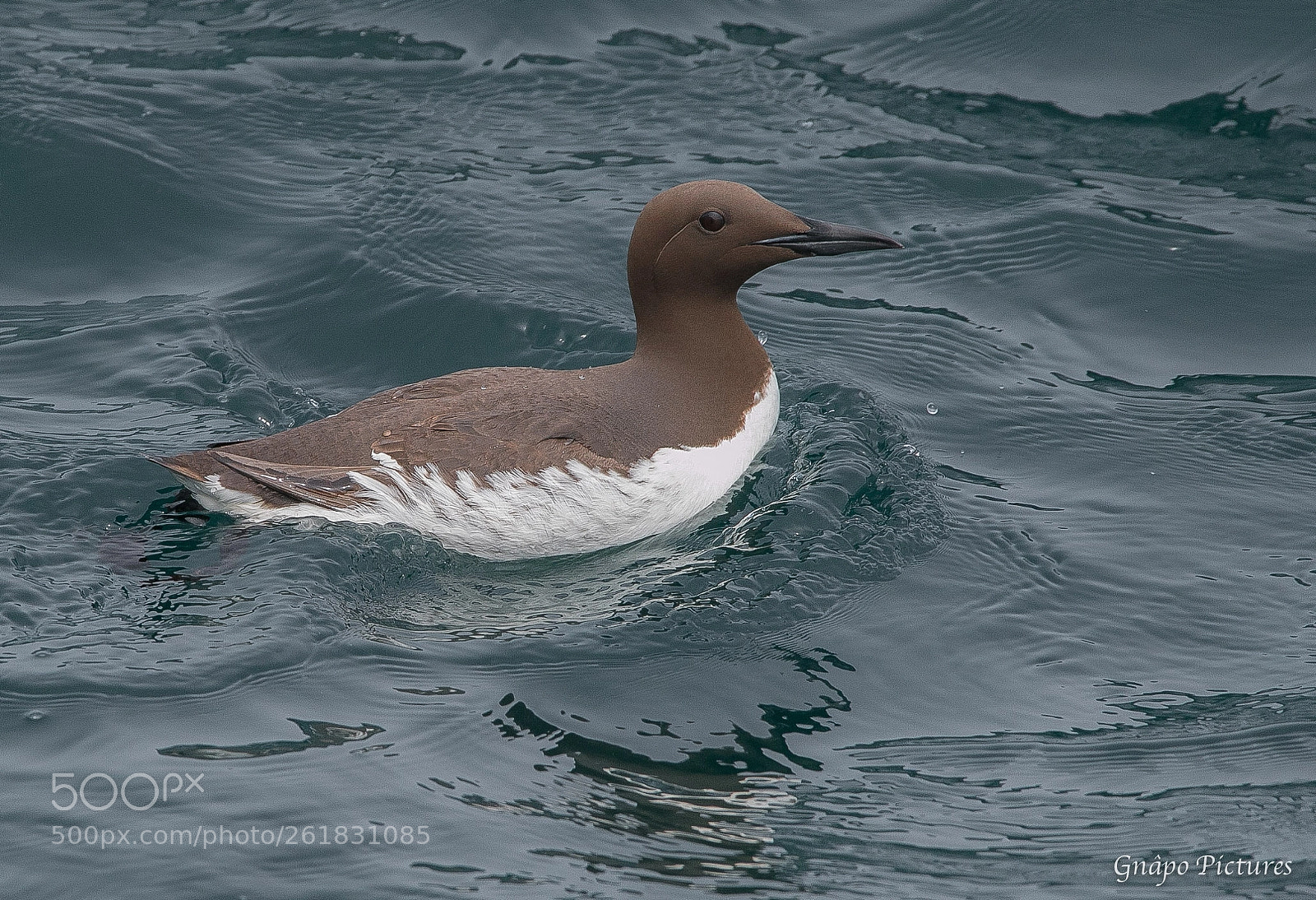 Canon EOS 7D Mark II sample photo. Guillemot de troil photography