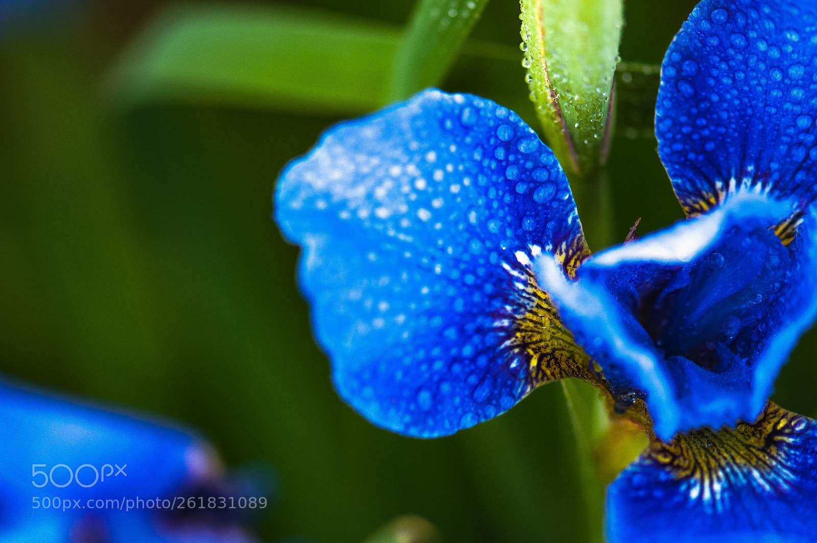 Nikon D300 sample photo. Waterdrop photography