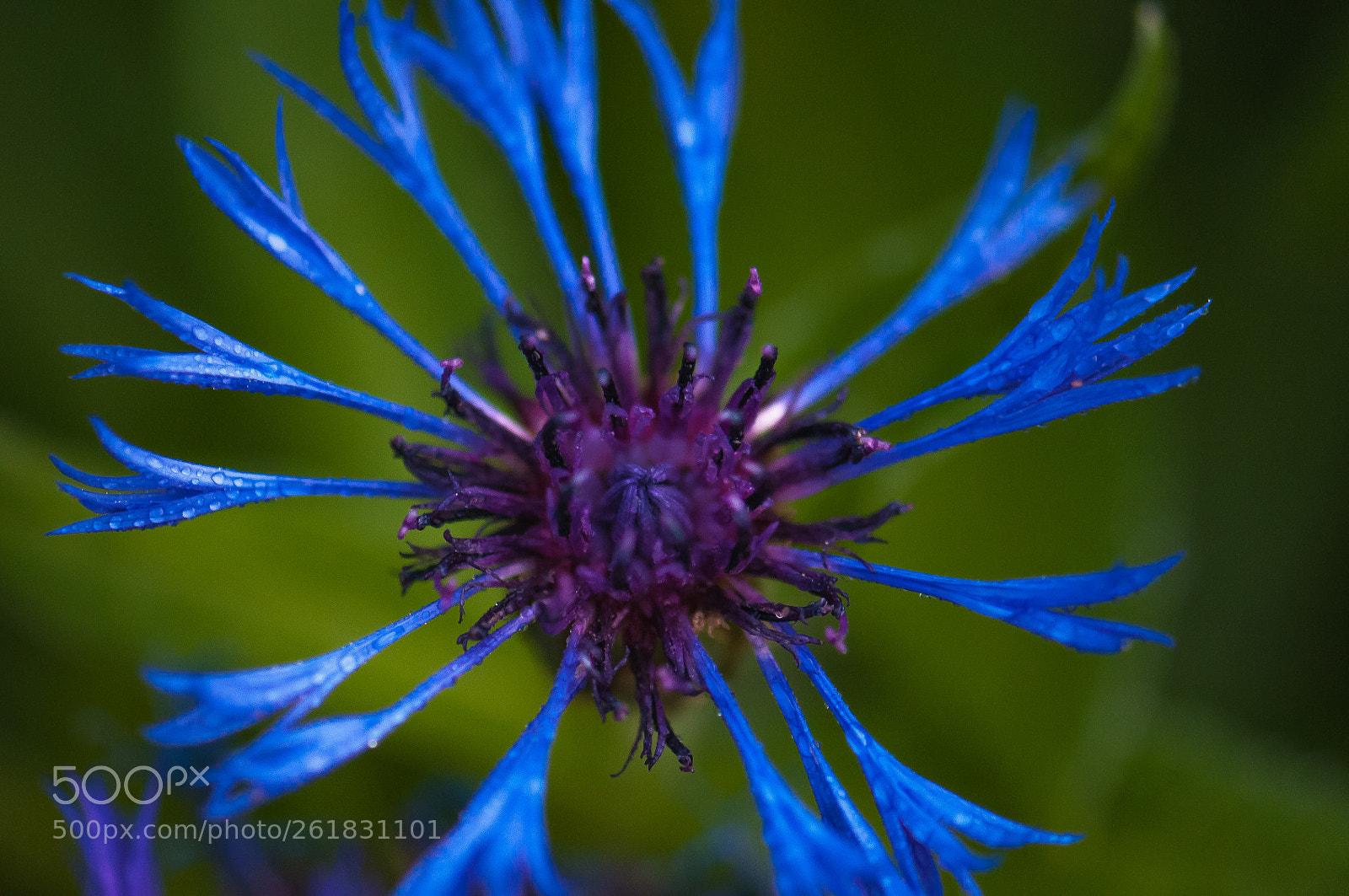 Nikon D300 sample photo. Flower blue photography