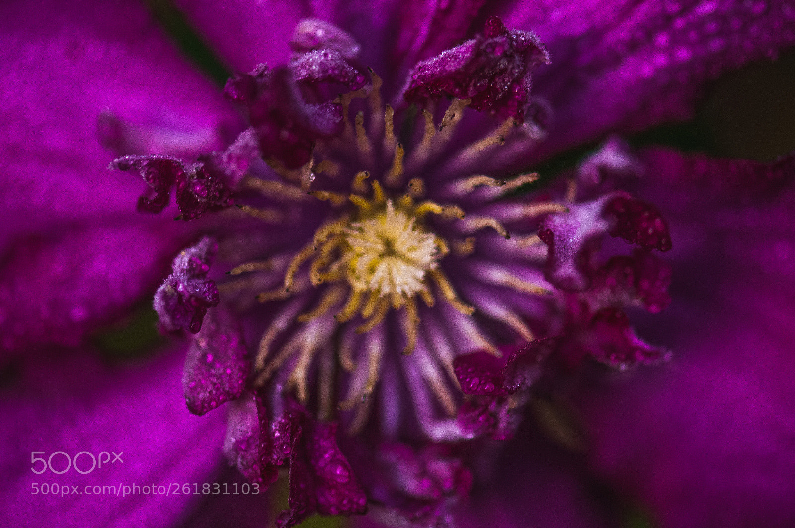 Nikon D300 sample photo. Flower power photography