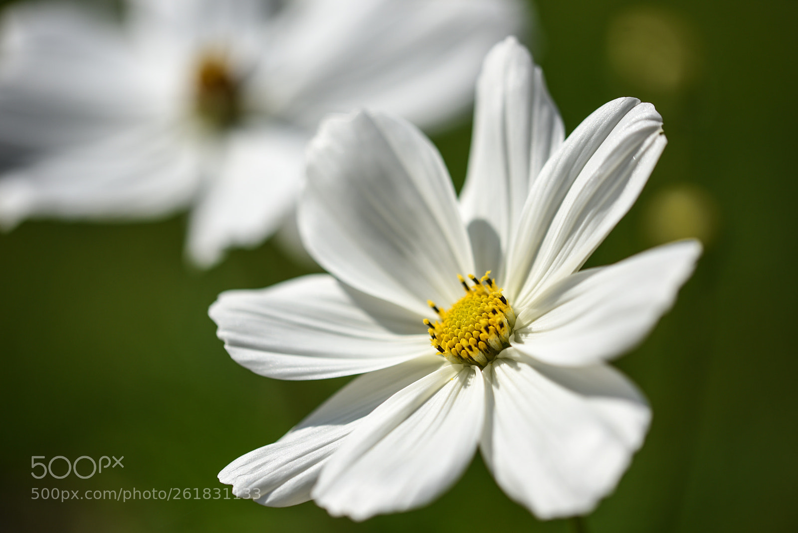 Nikon D750 sample photo. Flowers photography