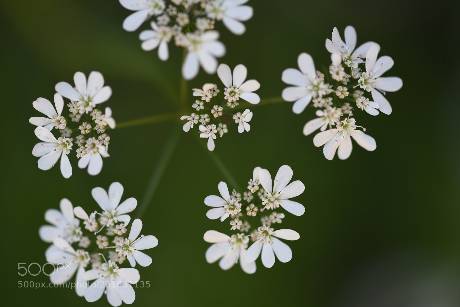 Nikon D750 sample photo. Flowers photography