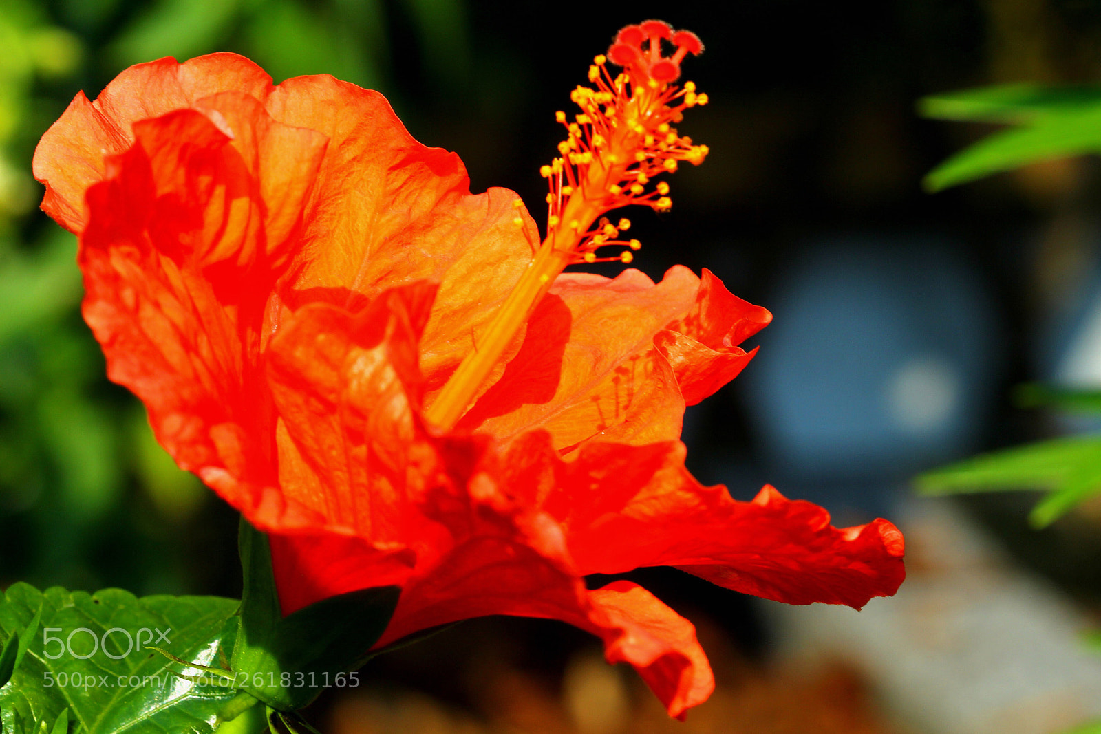 Canon EOS 60D sample photo. Sunny  photography