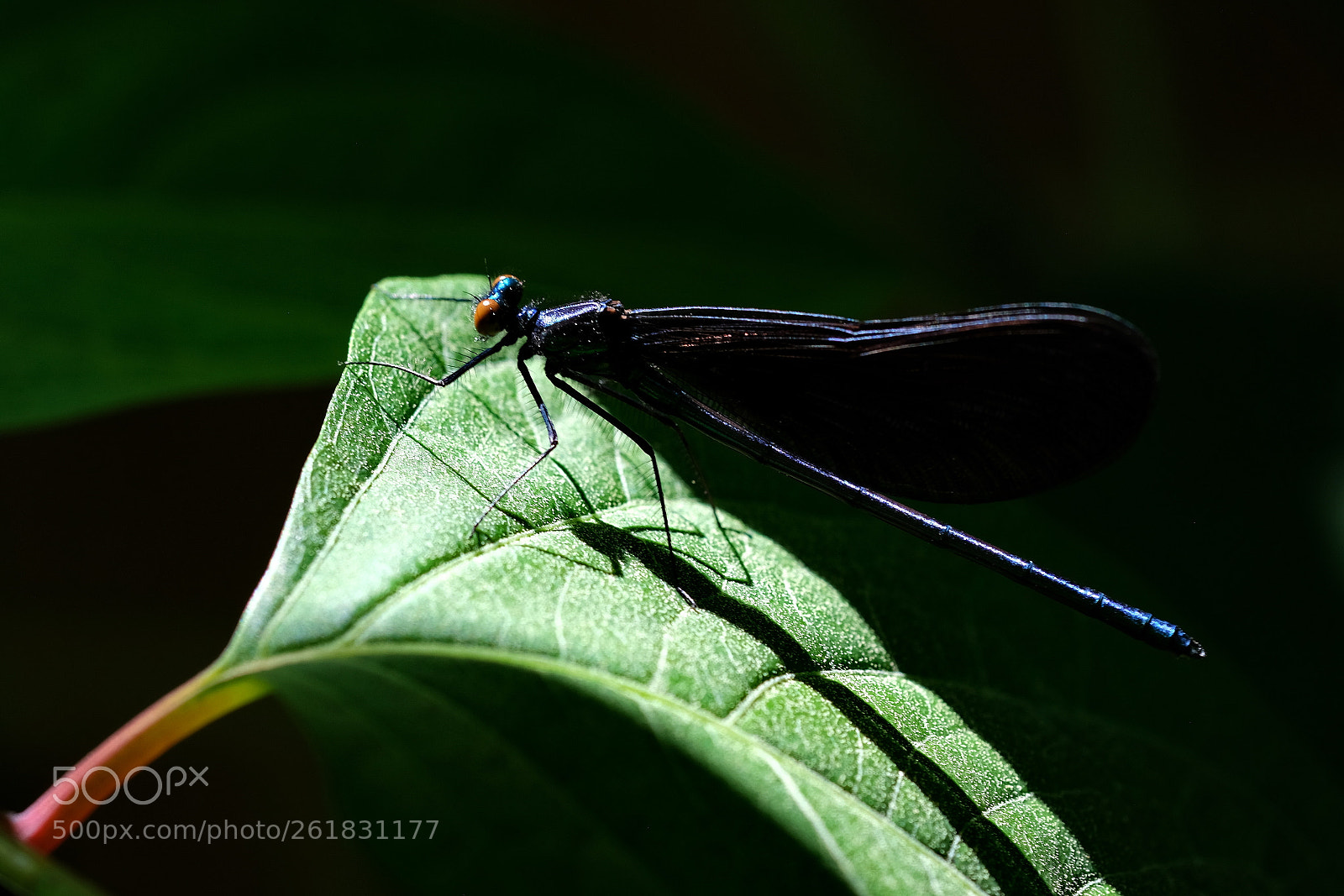 Fujifilm X-E3 sample photo. Dragonfly photography
