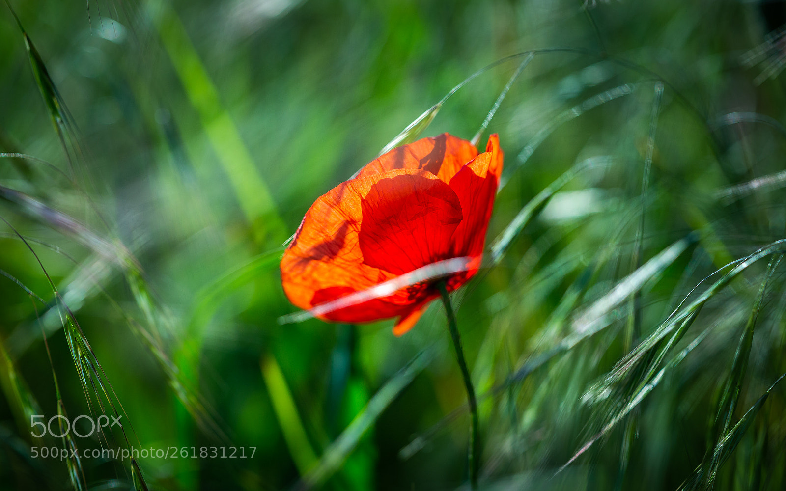 Canon EOS 6D sample photo. Irresistible photography