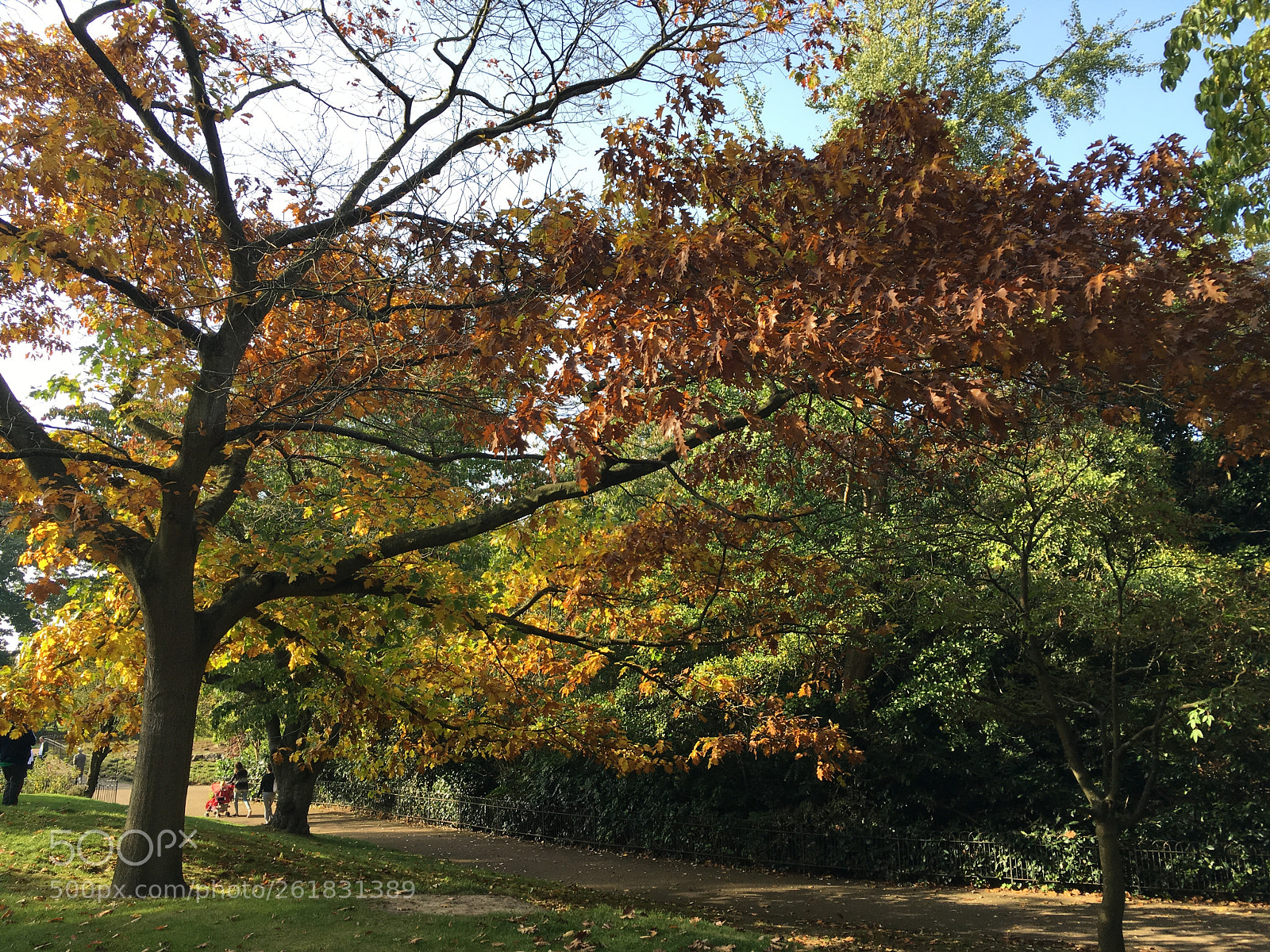 Apple iPhone SE sample photo. Greenwich trees photography