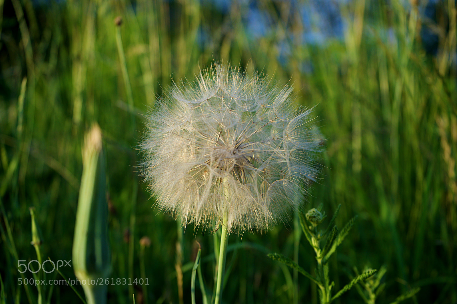Sony a7 sample photo. Summer field flower photography