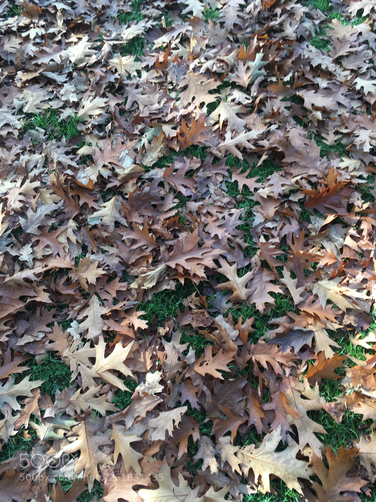 Apple iPhone SE sample photo. Greenwich leaves photography
