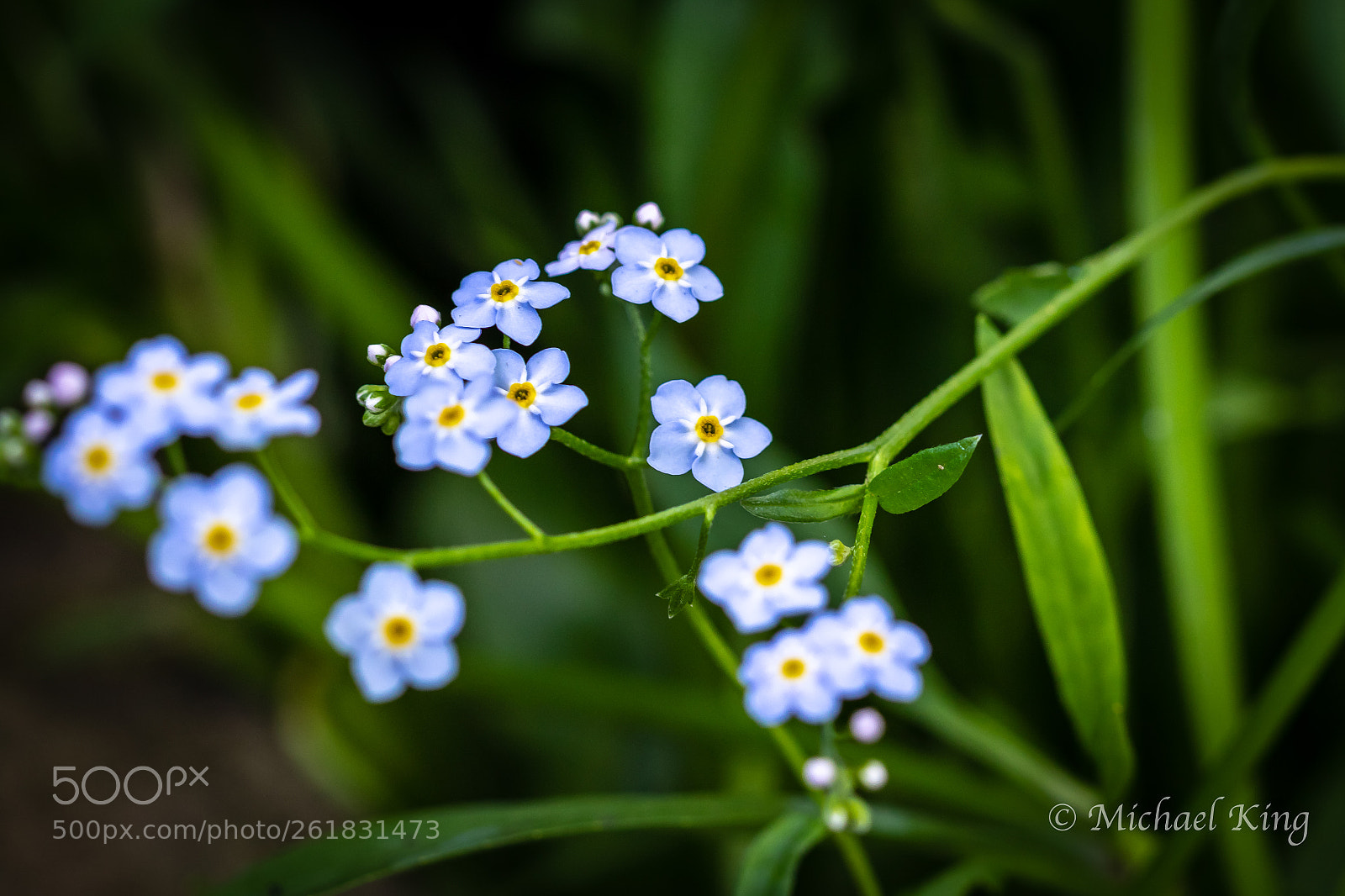 Canon EOS 7D Mark II sample photo. Water forget-me-not. photography