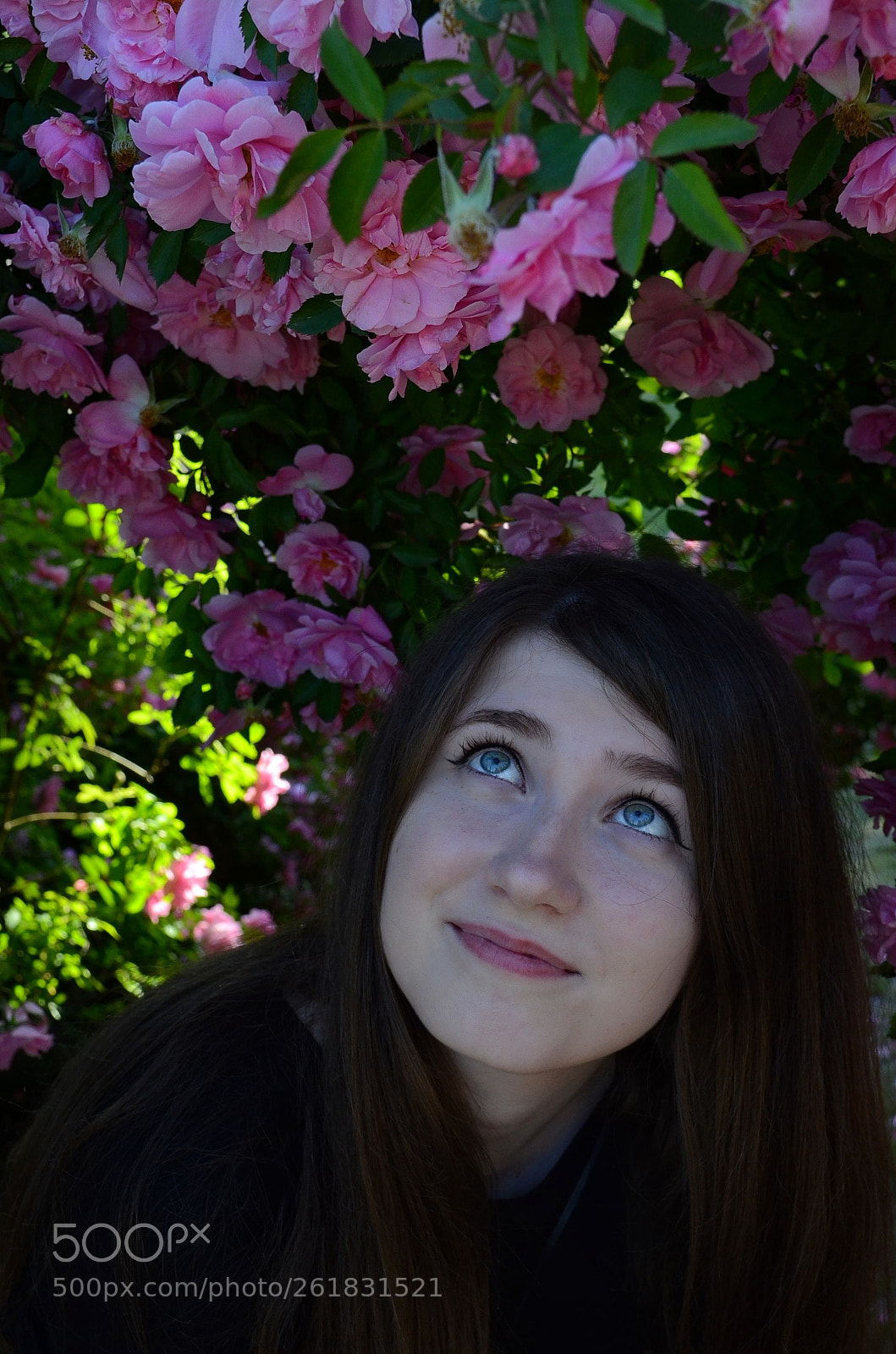 Nikon D5100 sample photo. Pink roses photography