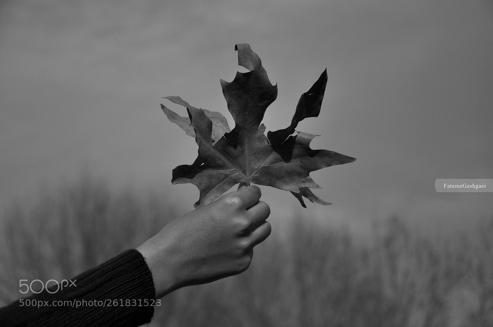Nikon D90 sample photo. Img photography