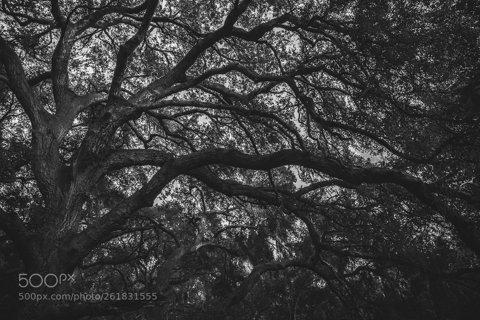 Canon EOS 5D Mark II sample photo. Branches photography
