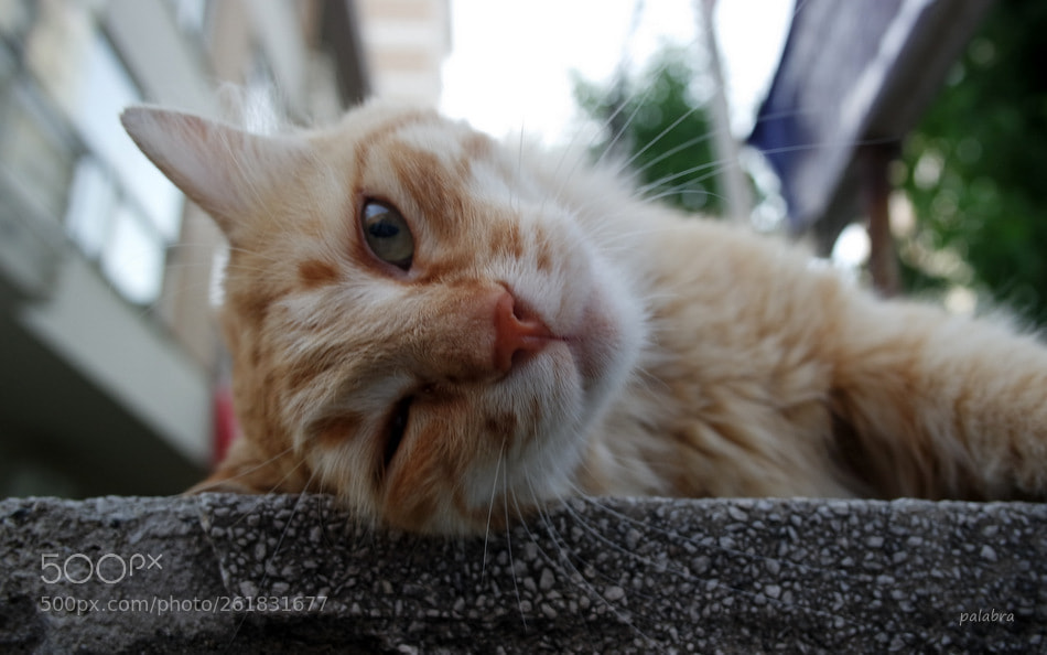 Samsung NX3000 sample photo. ... photography
