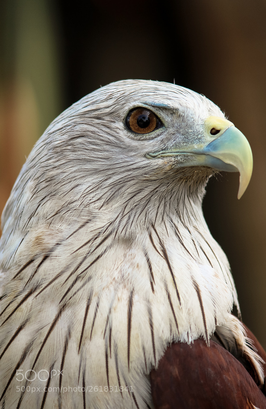 Canon EOS 700D (EOS Rebel T5i / EOS Kiss X7i) sample photo. A sea eagle photography
