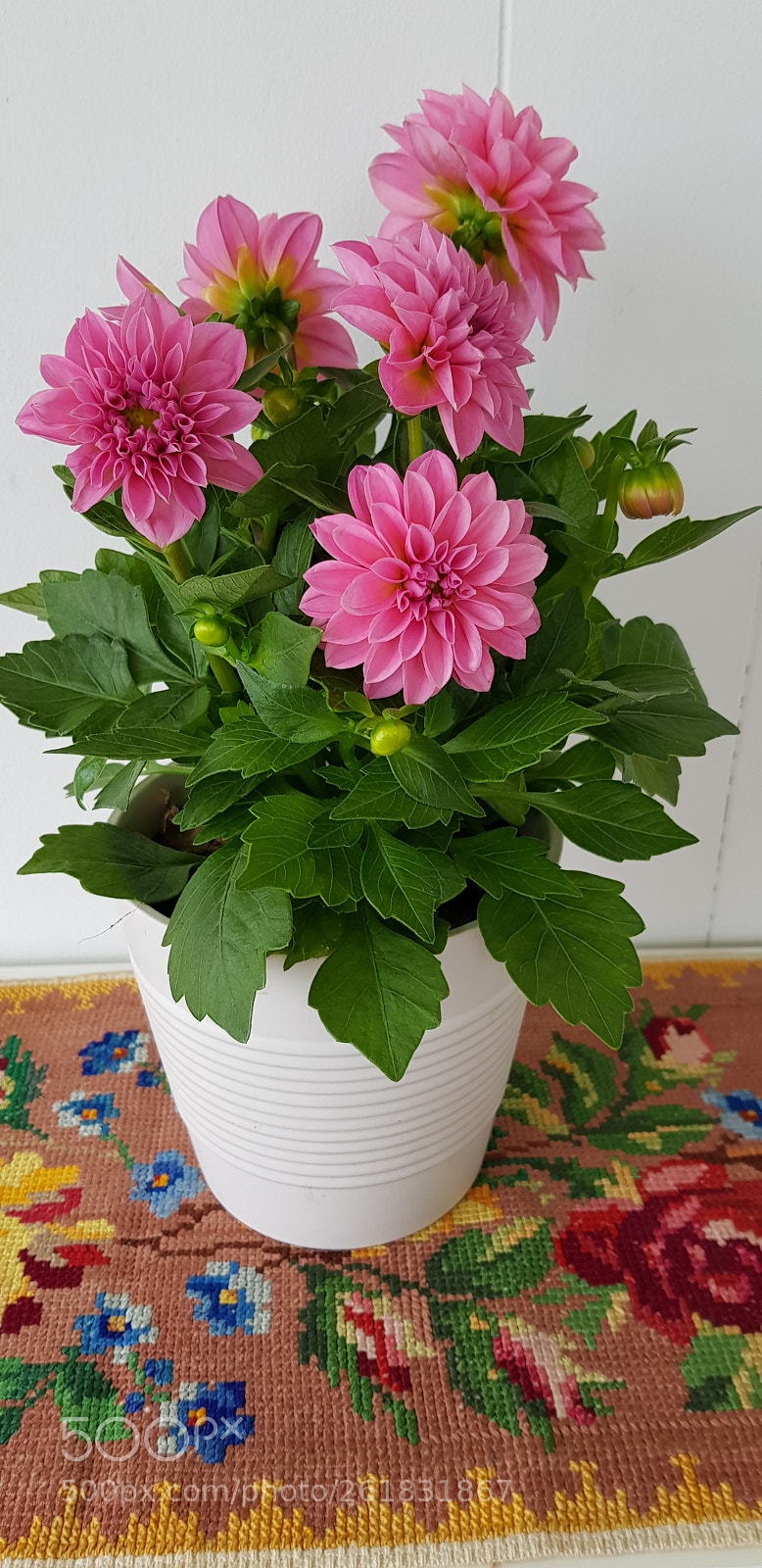 Samsung Galaxy S8 sample photo. Georgina photography