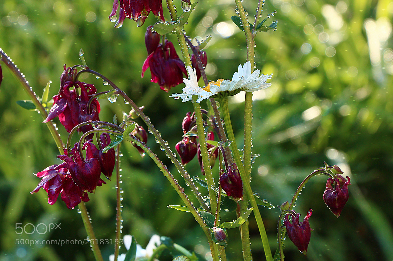 Canon EOS 750D (EOS Rebel T6i / EOS Kiss X8i) sample photo. роса photography